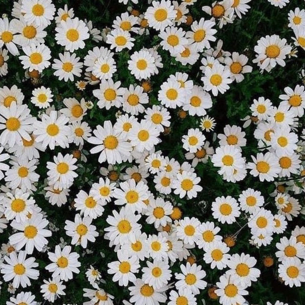 Meet your Posher, Cece